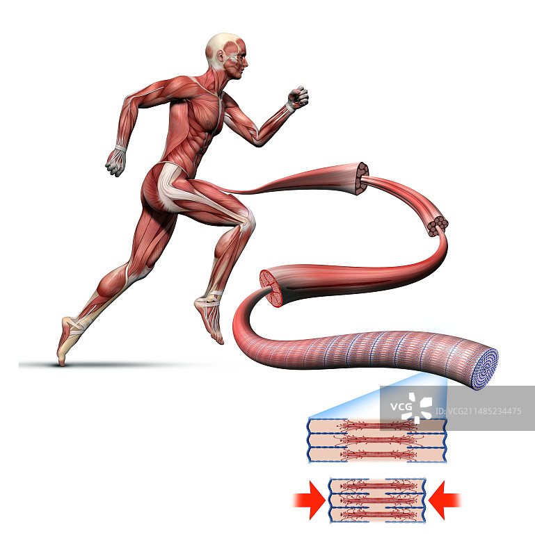 人体肌肉纤维图图片素材