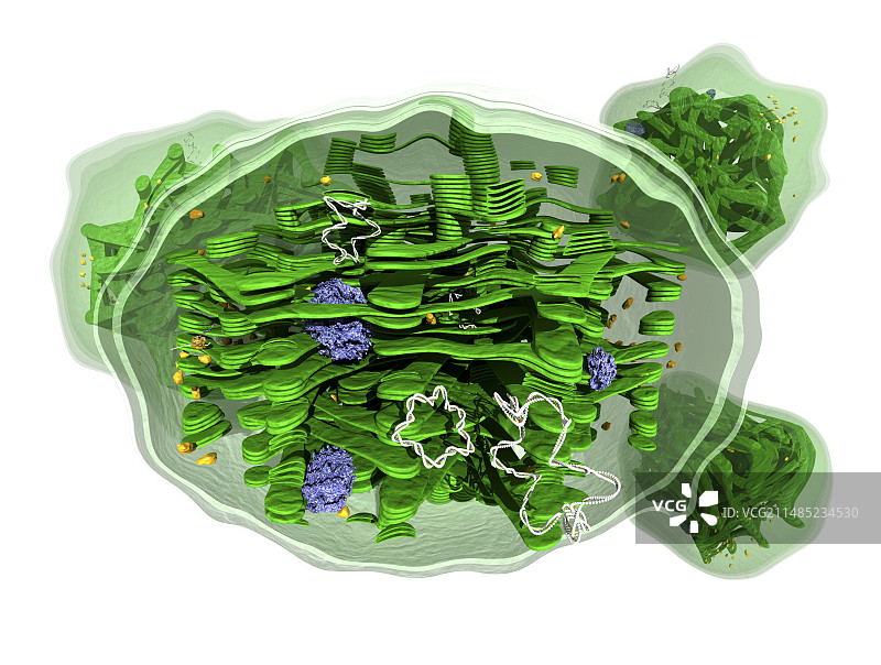 叶绿体结构图片素材