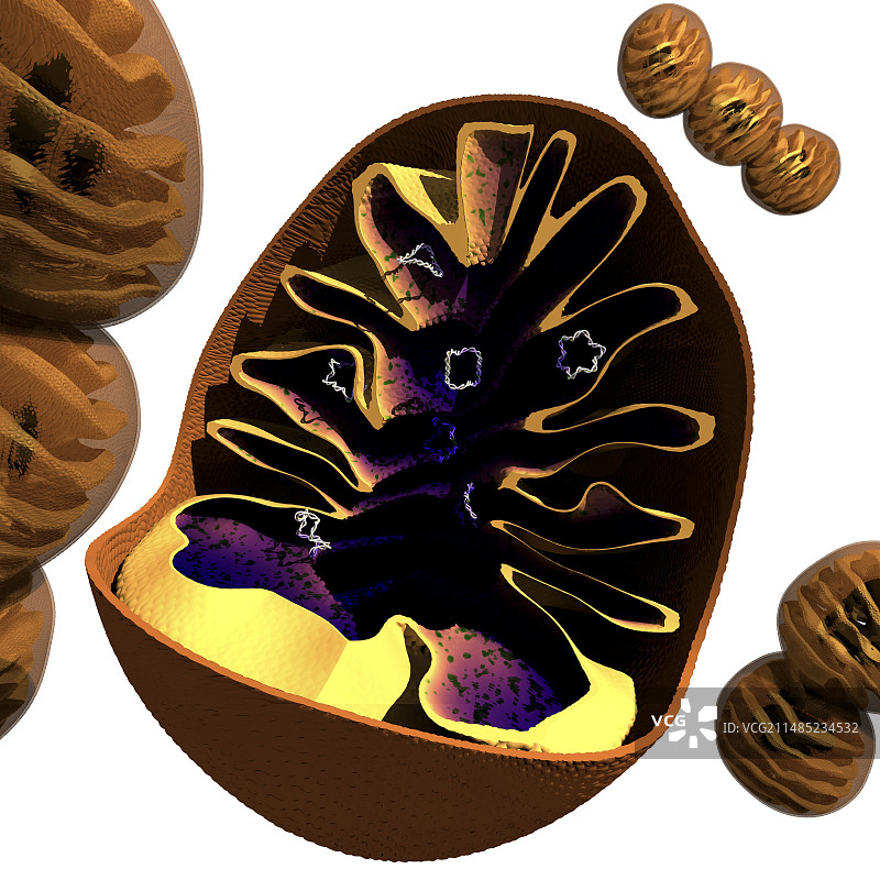 线粒体结构，艺术作品图片素材