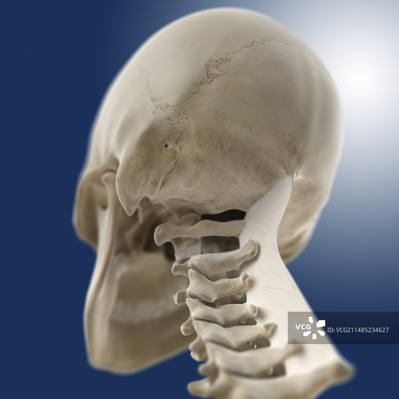 项韧带艺术图图片素材