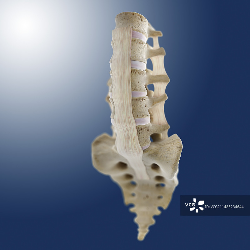 脊柱韧带艺术图图片素材