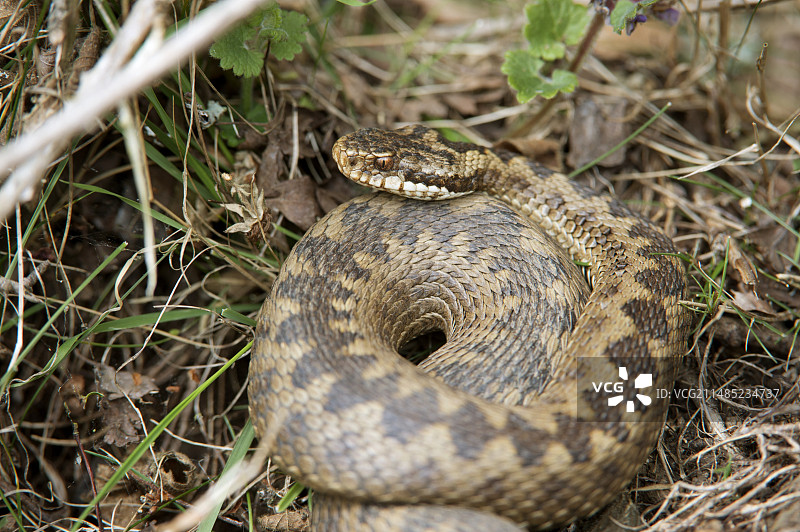 普通欧洲蝰蛇图片素材