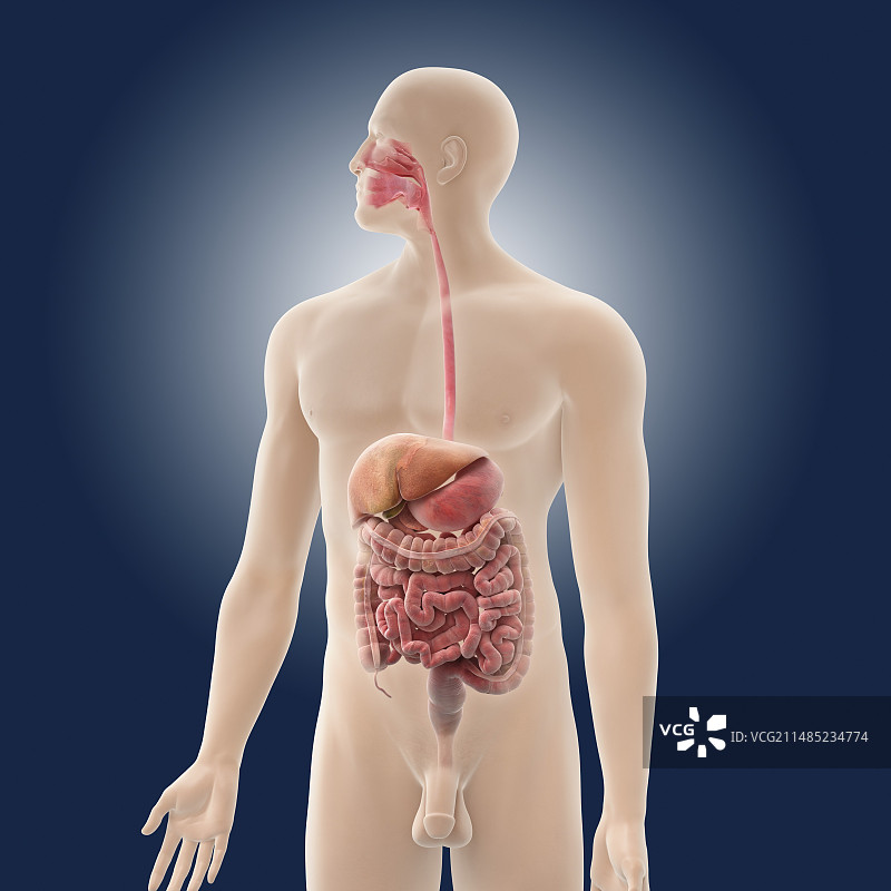 消化系统，艺术作品图片素材