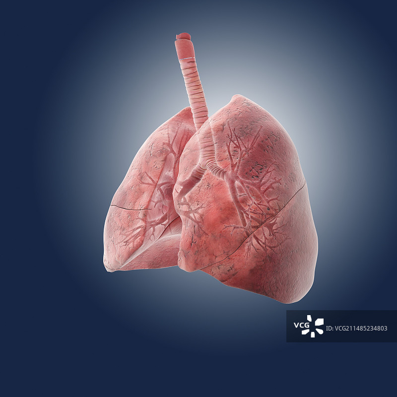 肺部艺术作品图片素材