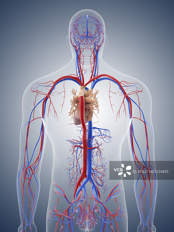 心血管系统、艺术品图片素材