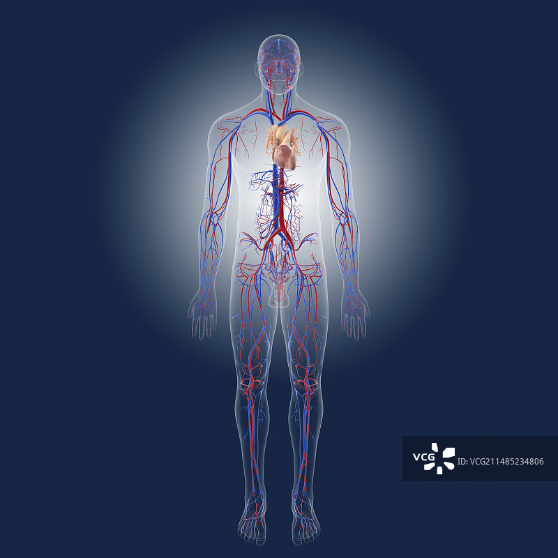 心血管系统、艺术品图片素材