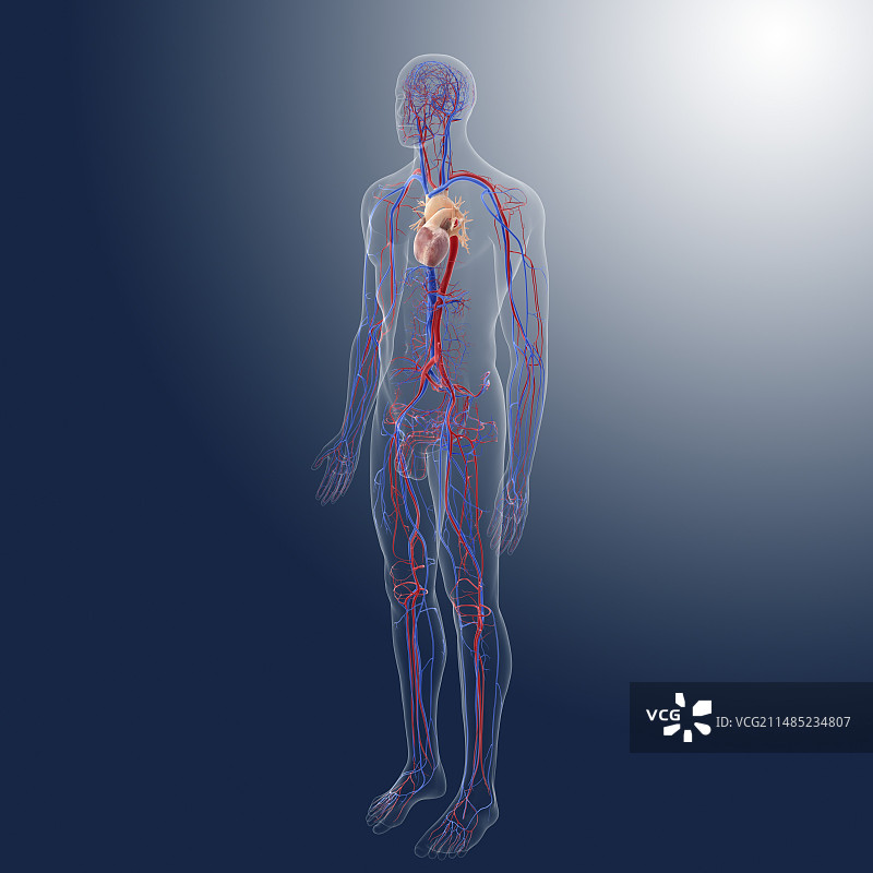 心血管系统、艺术品图片素材