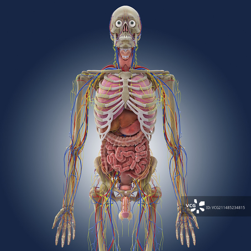 男性解剖、艺术品图片素材