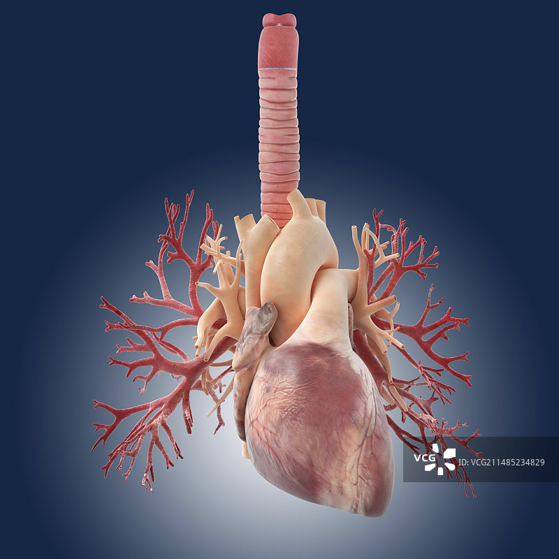 心脏与肺部艺术图图片素材