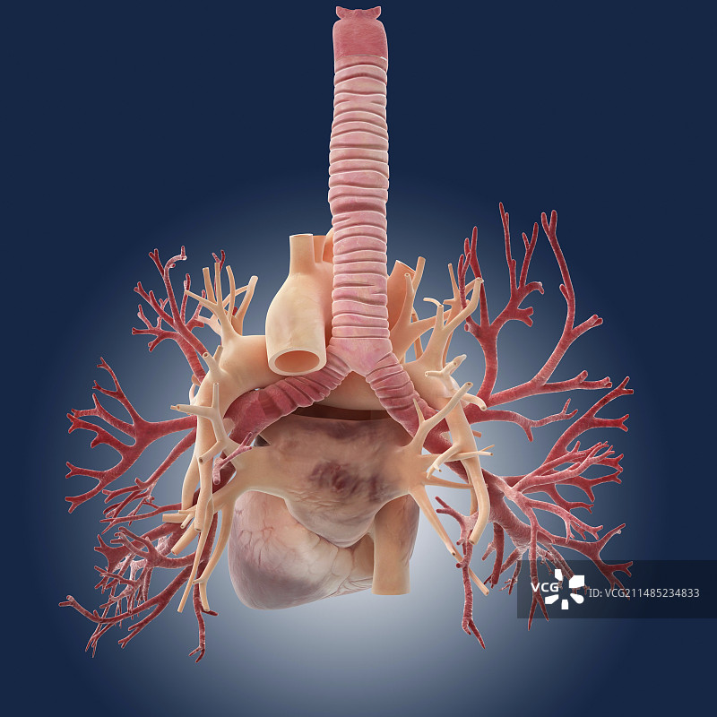 心脏与肺部艺术图图片素材
