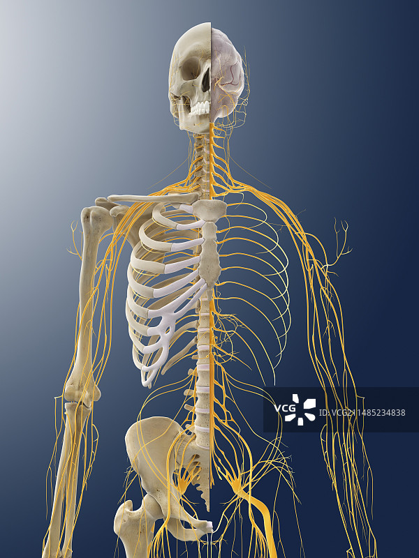 神经系统，艺术品图片素材