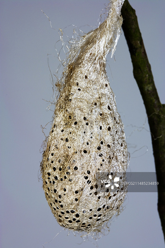彗星蛾茧图片素材