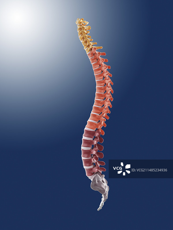人体脊柱，艺术品图片素材