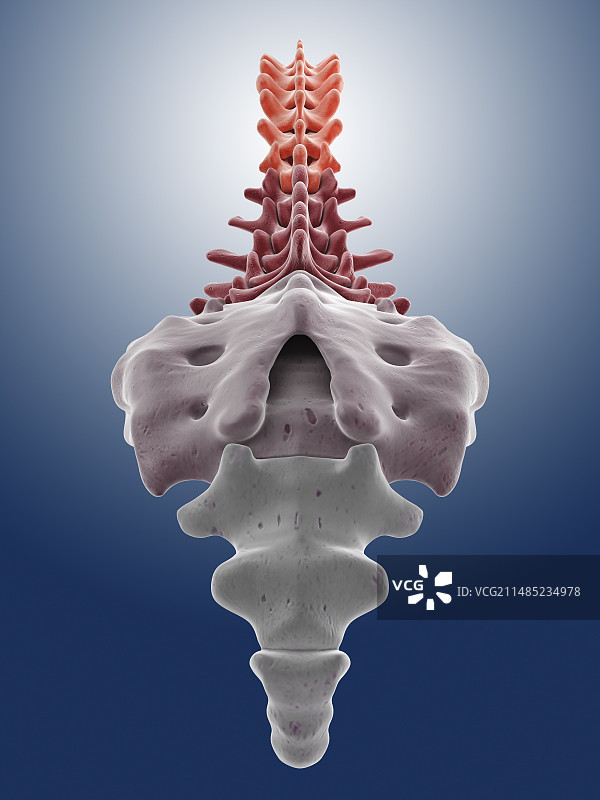 人体脊柱，艺术品图片素材