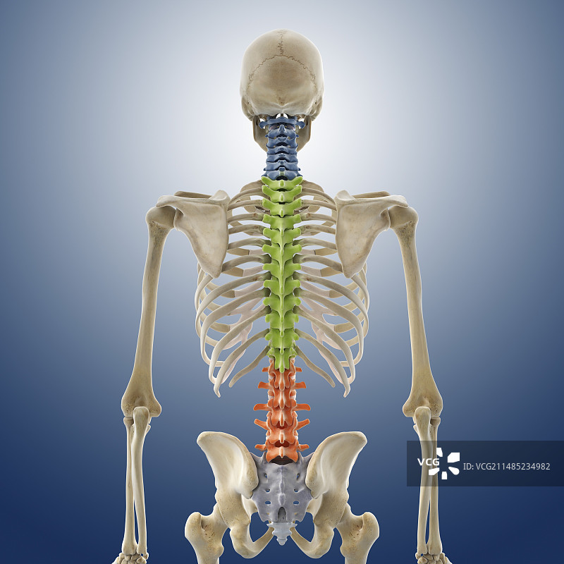 人体骨架、艺术品图片素材