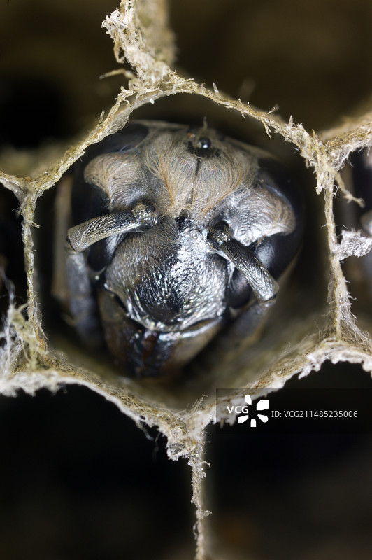 德国黄蜂在育雏室中发育图片素材