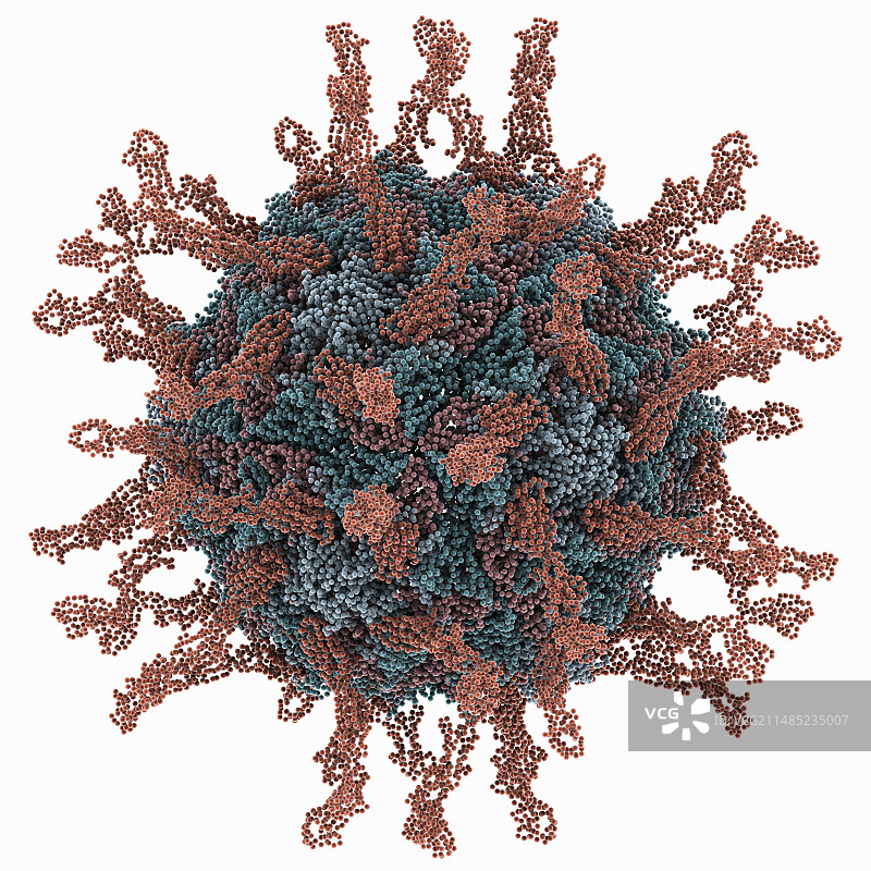 人脊髓灰质炎病毒分子模型图片素材