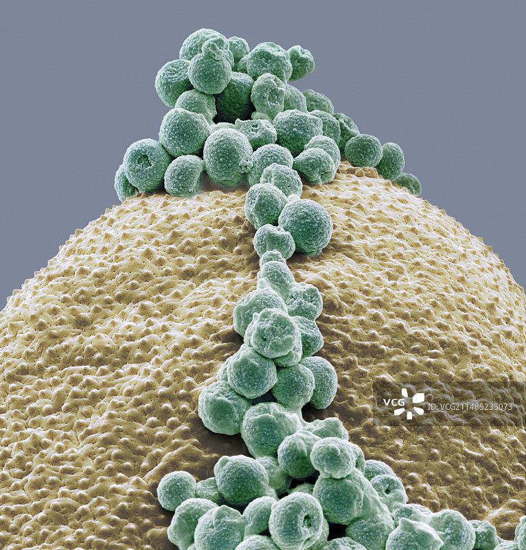 花粉粒上的真菌孢子，扫描电子显微镜图片素材