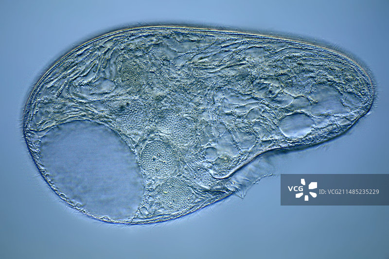 眼虫原生动物显微照片图片素材