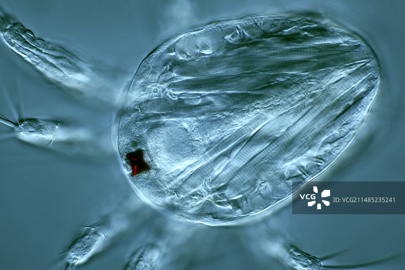 桡足类幼虫显微照片图片素材