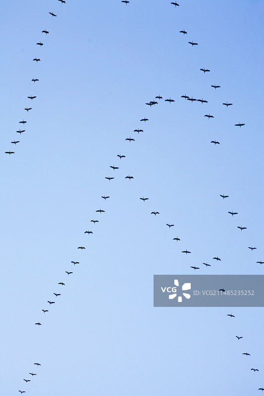 飞翔中的鹤群图片素材