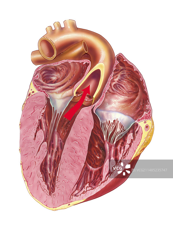 心脏解剖结构艺术作品图片素材
