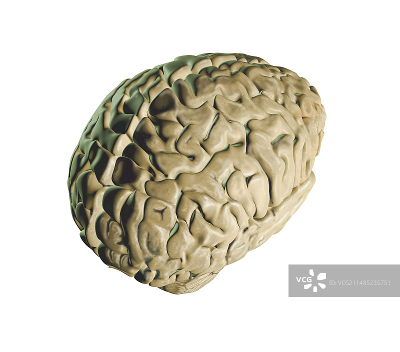 人脑，艺术品图片素材