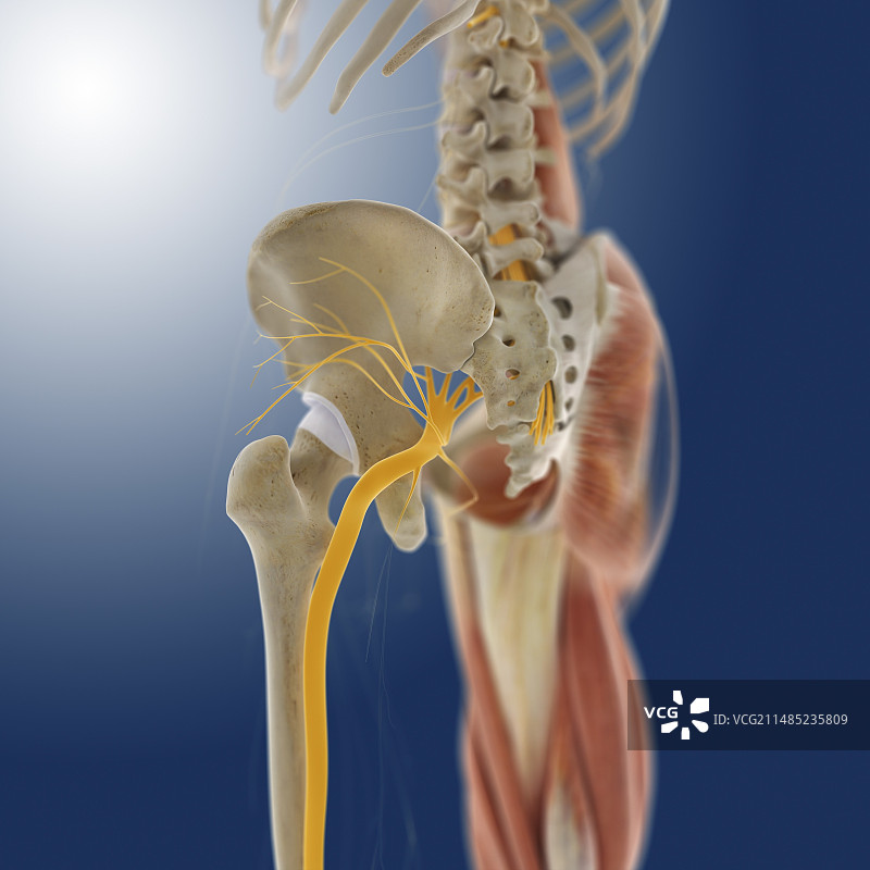 下半身人体解剖艺术图图片素材
