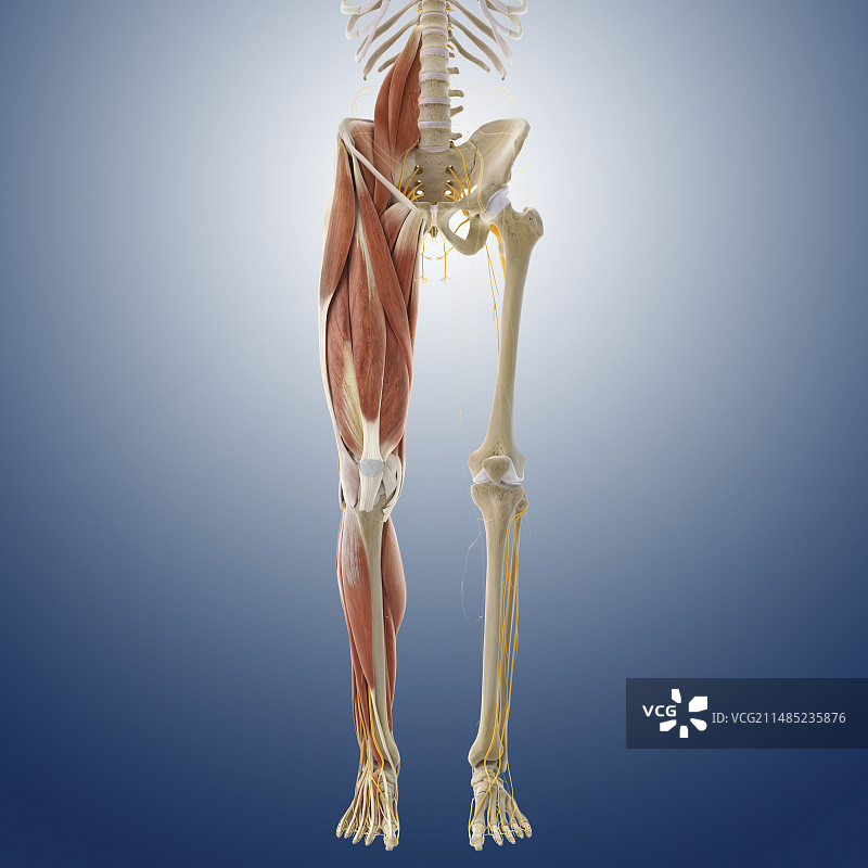 下半身人体解剖艺术图图片素材