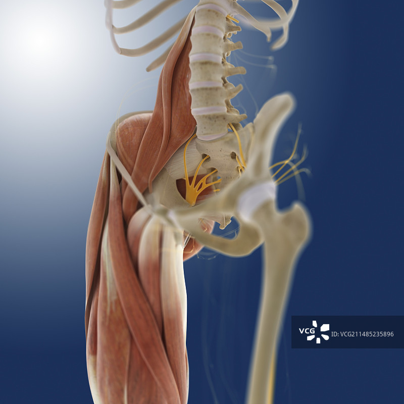 下半身人体解剖艺术图图片素材