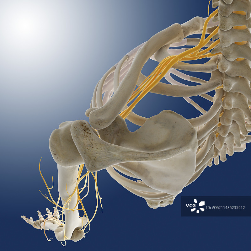 手臂神经结构图图片素材