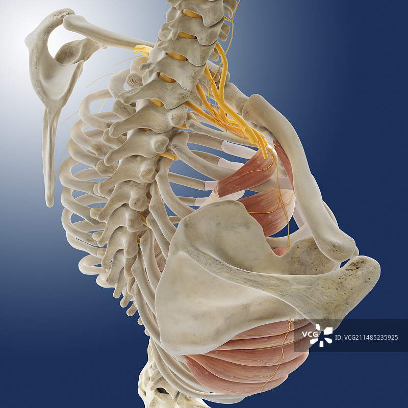胸肌，艺术作品图片素材
