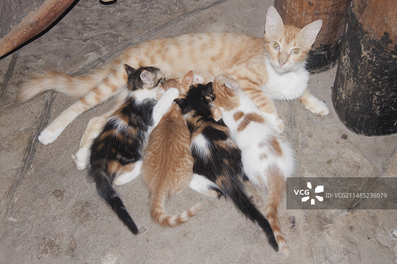 一窝小猫和它们的母亲图片素材