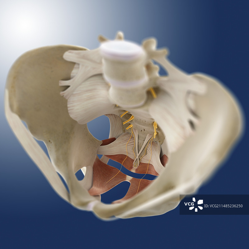 盆骨艺术图图片素材