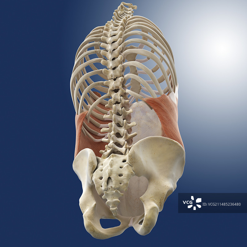 腹外斜肌图片素材