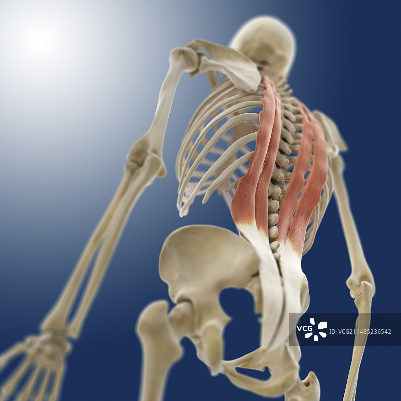 背部肌肉结构艺术图图片素材