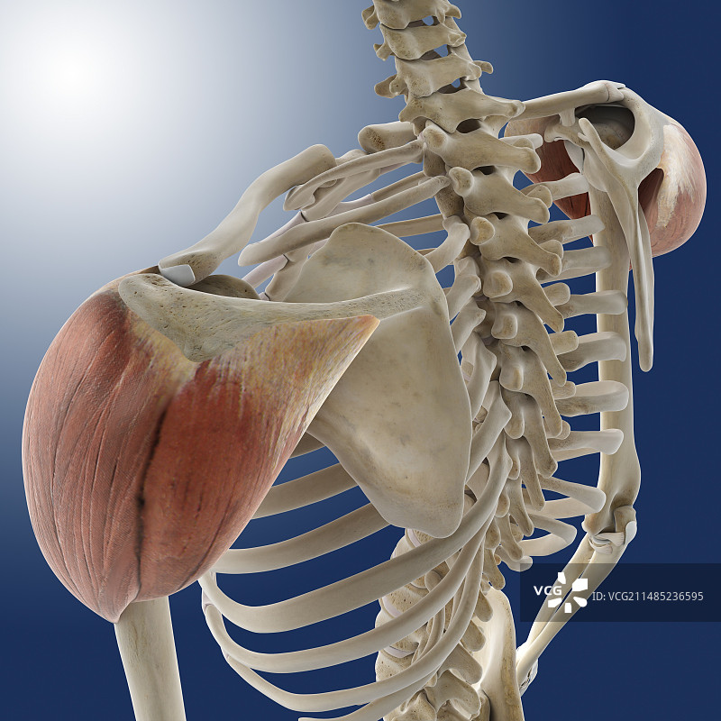 三角肌（艺术图）图片素材