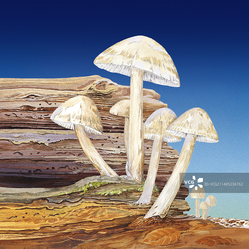 真菌子实体艺术作品图片素材