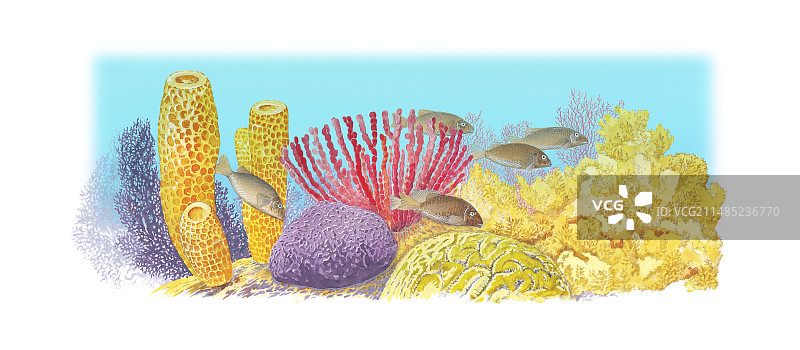 珊瑚海艺术作品图片素材