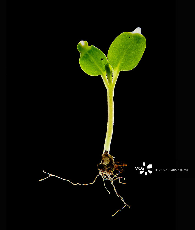 植物幼苗显微照片图片素材