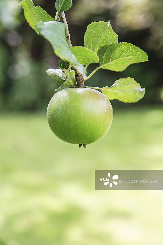 树上悬挂的单只苹果图片素材
