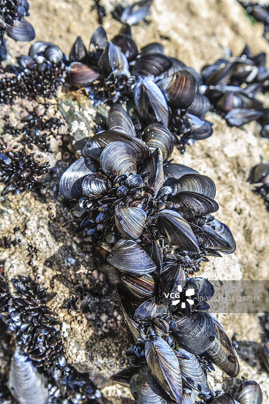 岩石上生长的贻贝图片素材