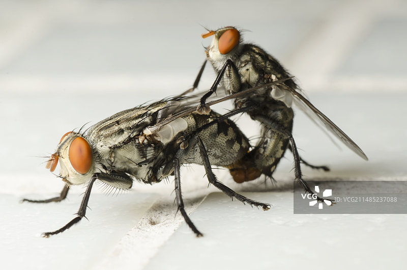 虻交配图片素材