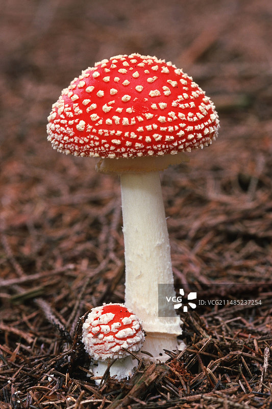 毒蝇伞图片素材