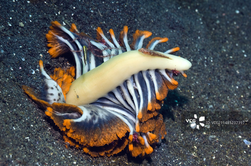 海笔上的鱼图片素材