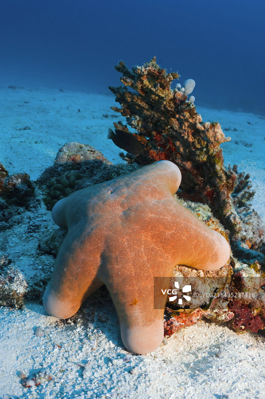 颗粒状海星图片素材