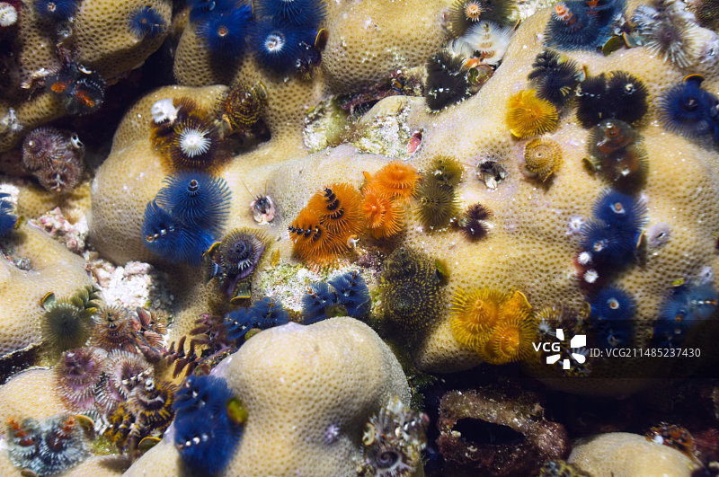 圣诞树蠕虫图片素材