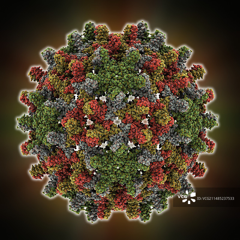 乙型肝炎病毒衣壳分子模型图片素材