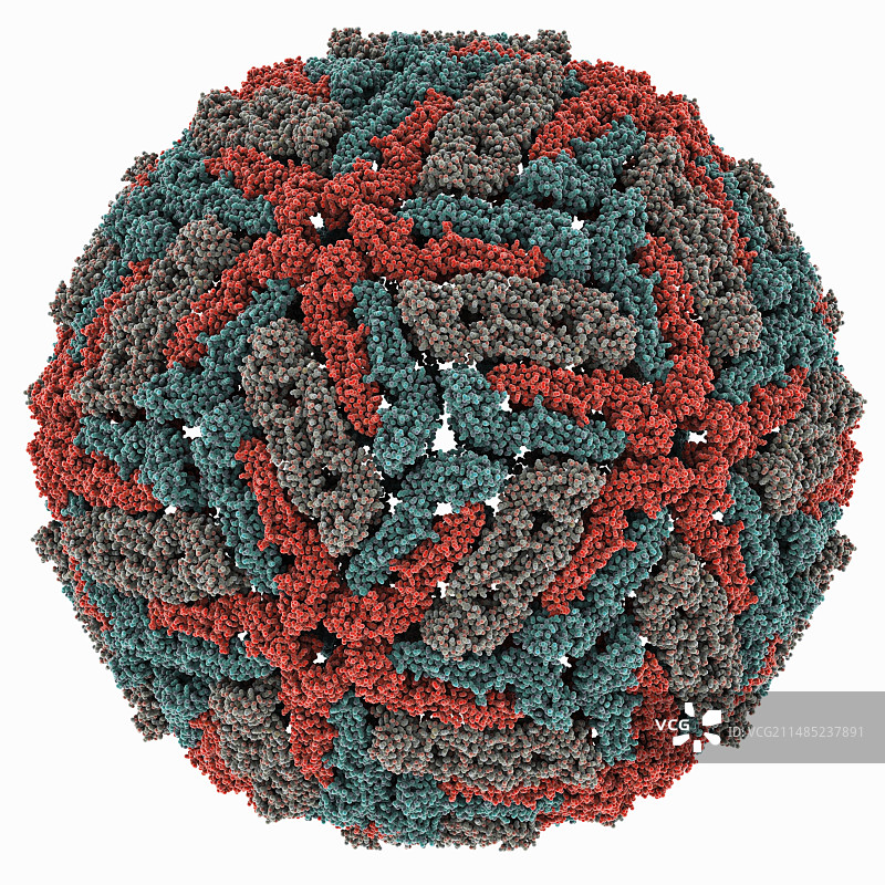 登革病毒衣壳分子模型图片素材