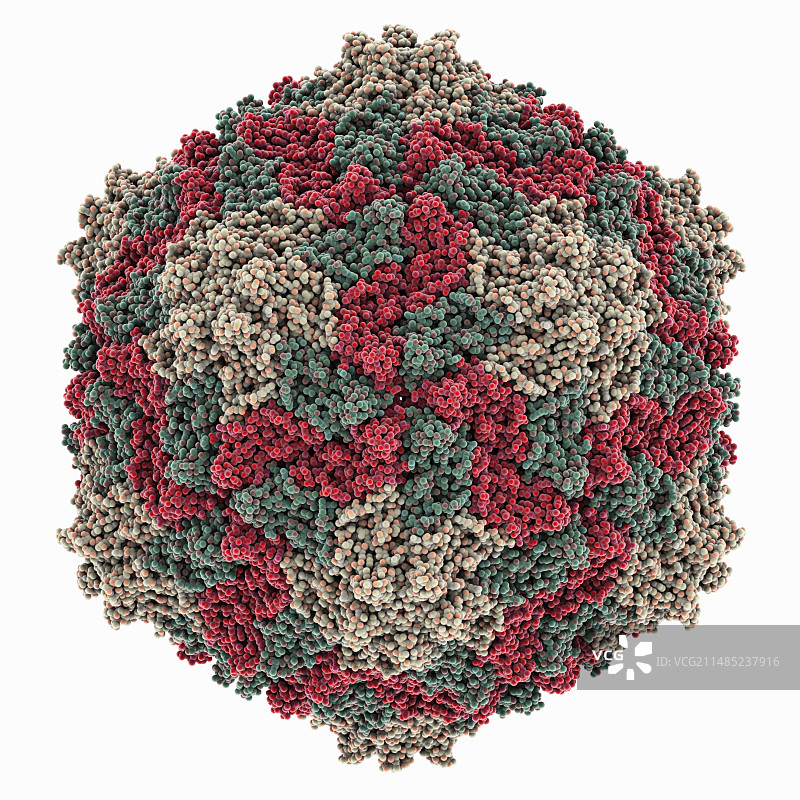 黑麦草花叶病毒衣壳图片素材